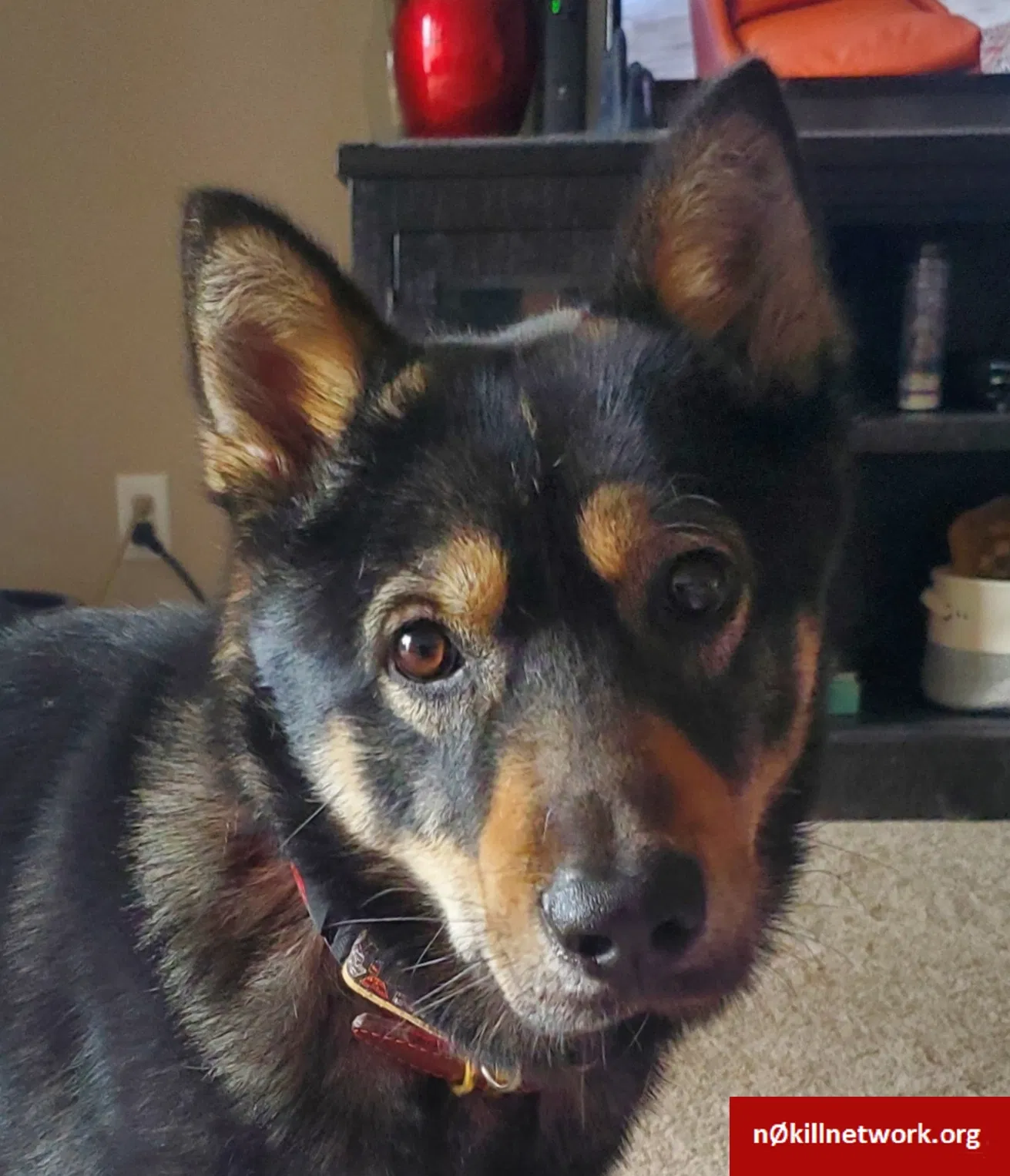 Lost dog in Oxon Hill, MD, 20745
