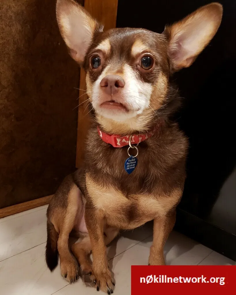 Lost dog in Sacramento, CA, 95833