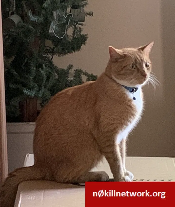 Lost cat in Culloden, WV, 25510