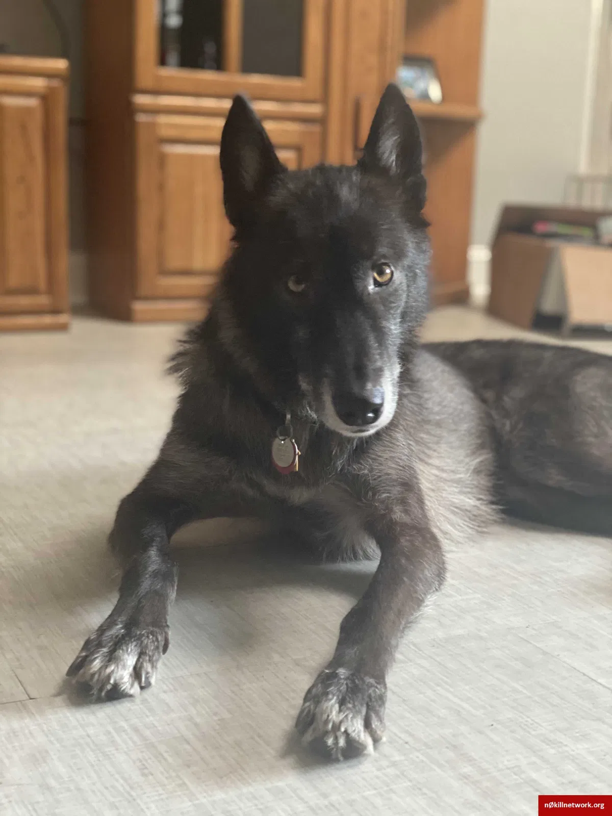 Lost dog in Tulsa, OK, 74133