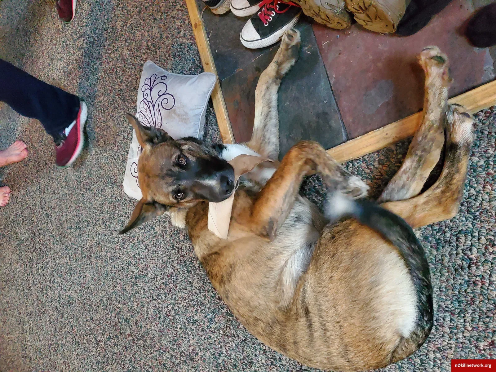 Lost dog in Sedro Woolley, WA, 98284