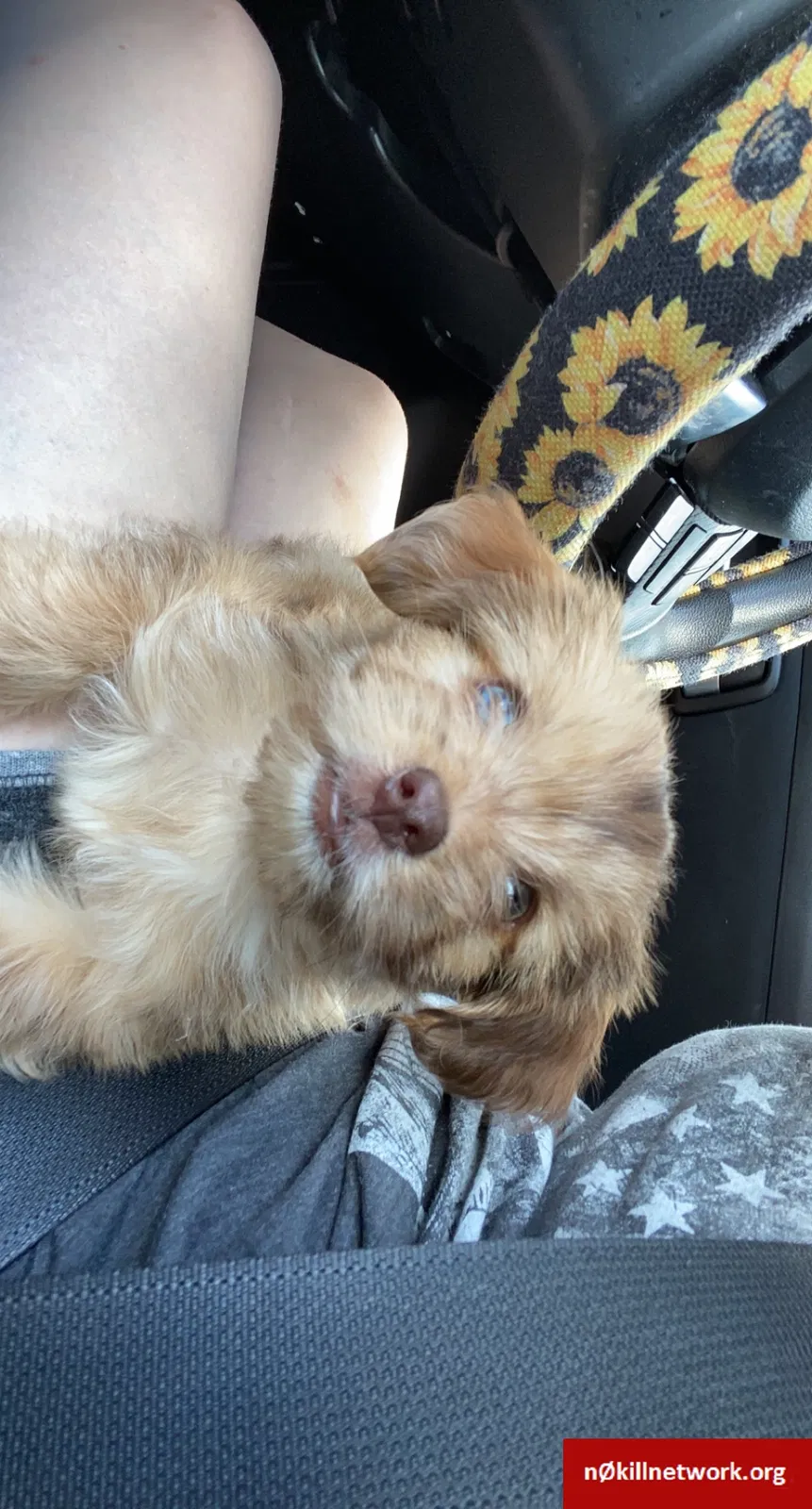 Lost dog in Midland City, AL, 36350