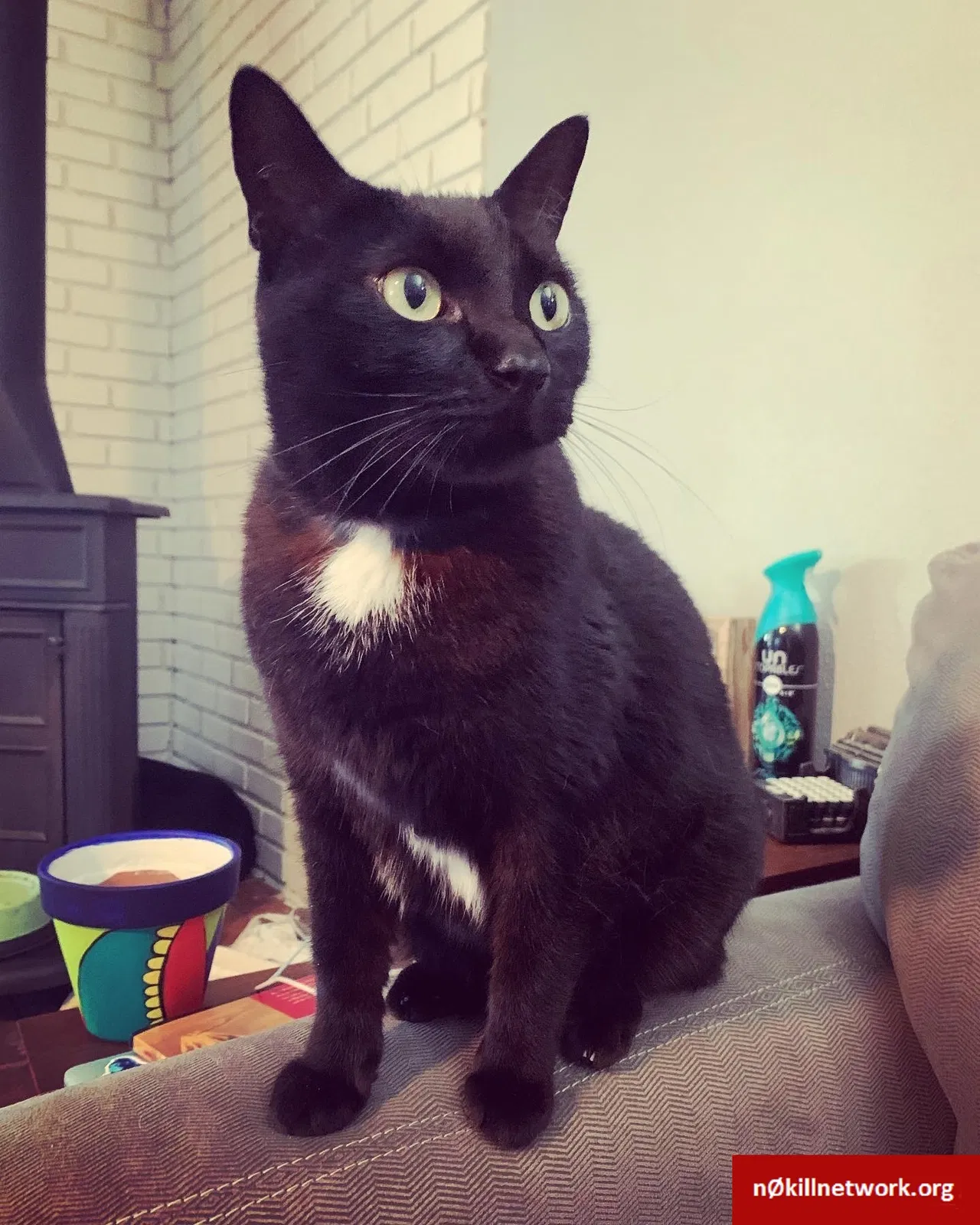 Lost cat in Tulsa, OK, 74135