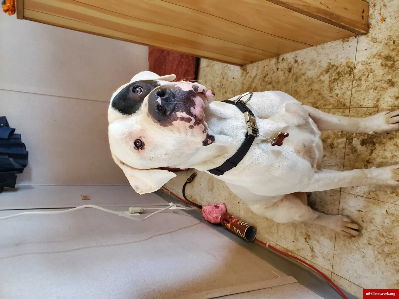 Lost dog in Oakhurst, OK, 74050