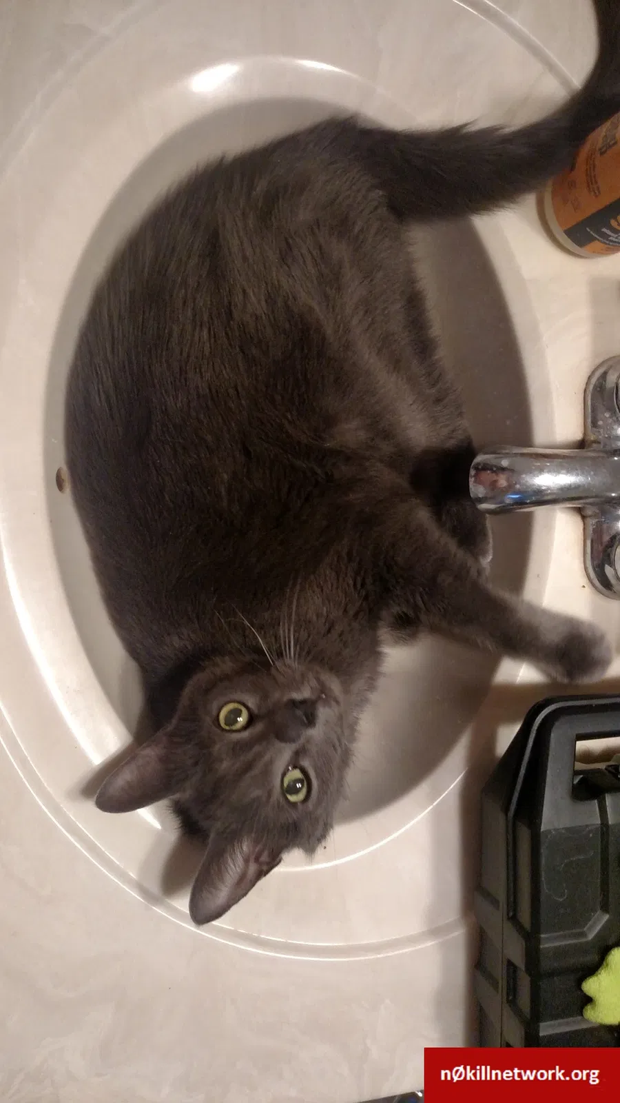 Lost cat in Saint Cloud, MN, 56303