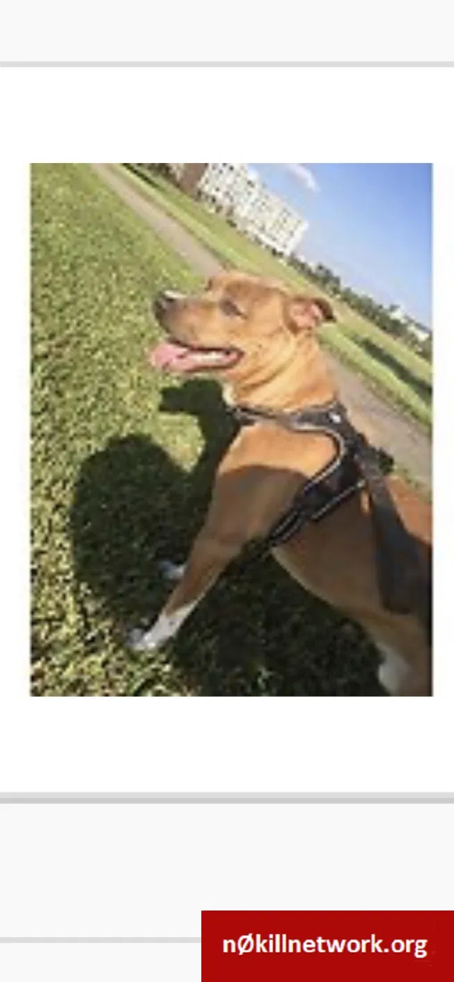 Lost dog in Kissimmee, FL, 34744