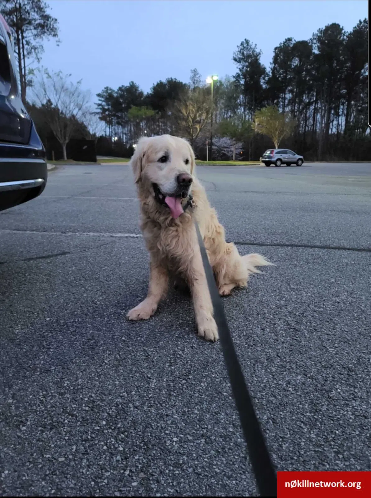 Lost dog in Lawrenceville, GA, 30043