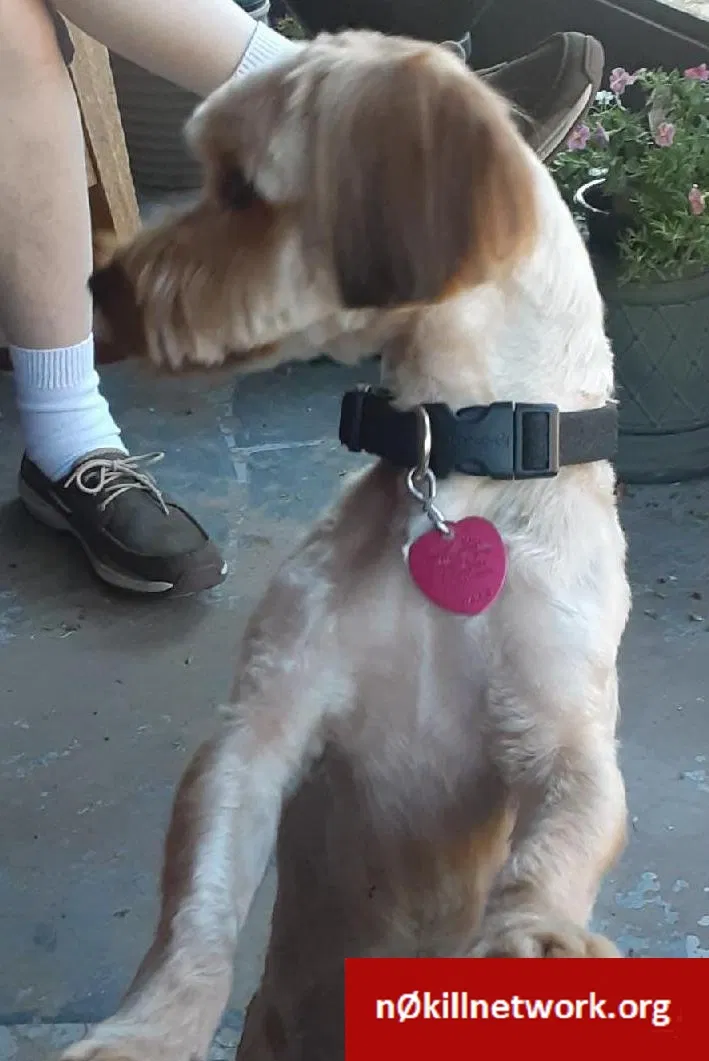 Lost dog in Tulsa, OK, 74135