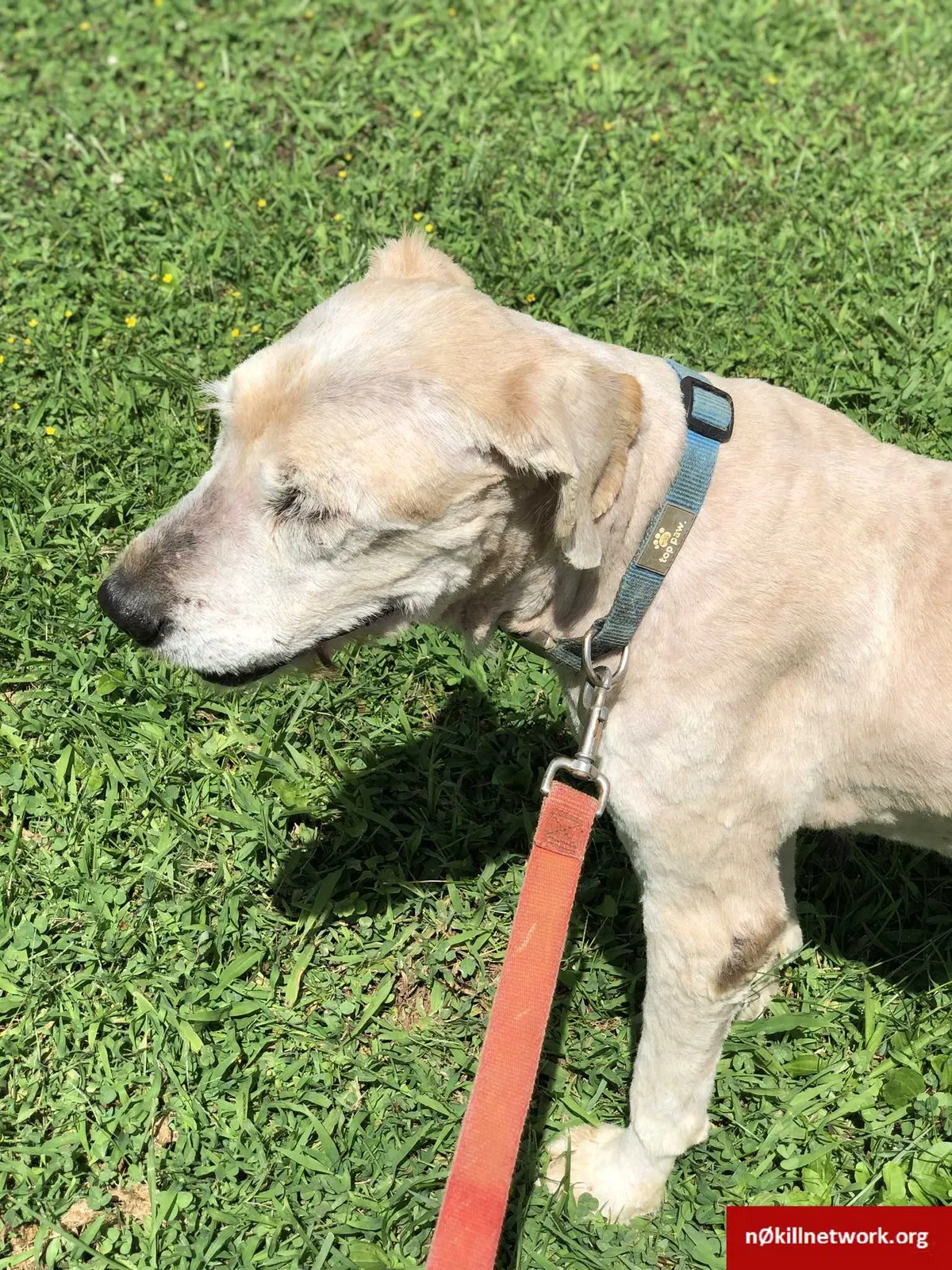 Lost dog in Jonesborough, TN, 37659