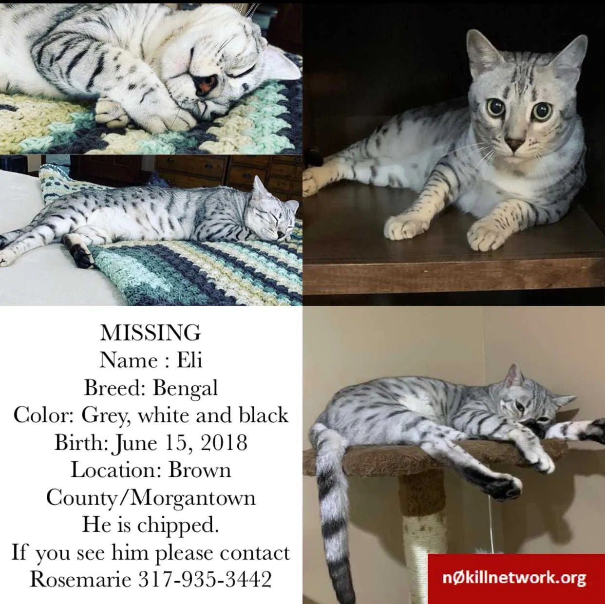 Lost cat in Morgantown, IN, 46160