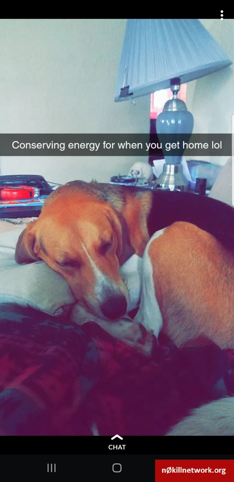 Lost dog in Wildwood, FL, 34785