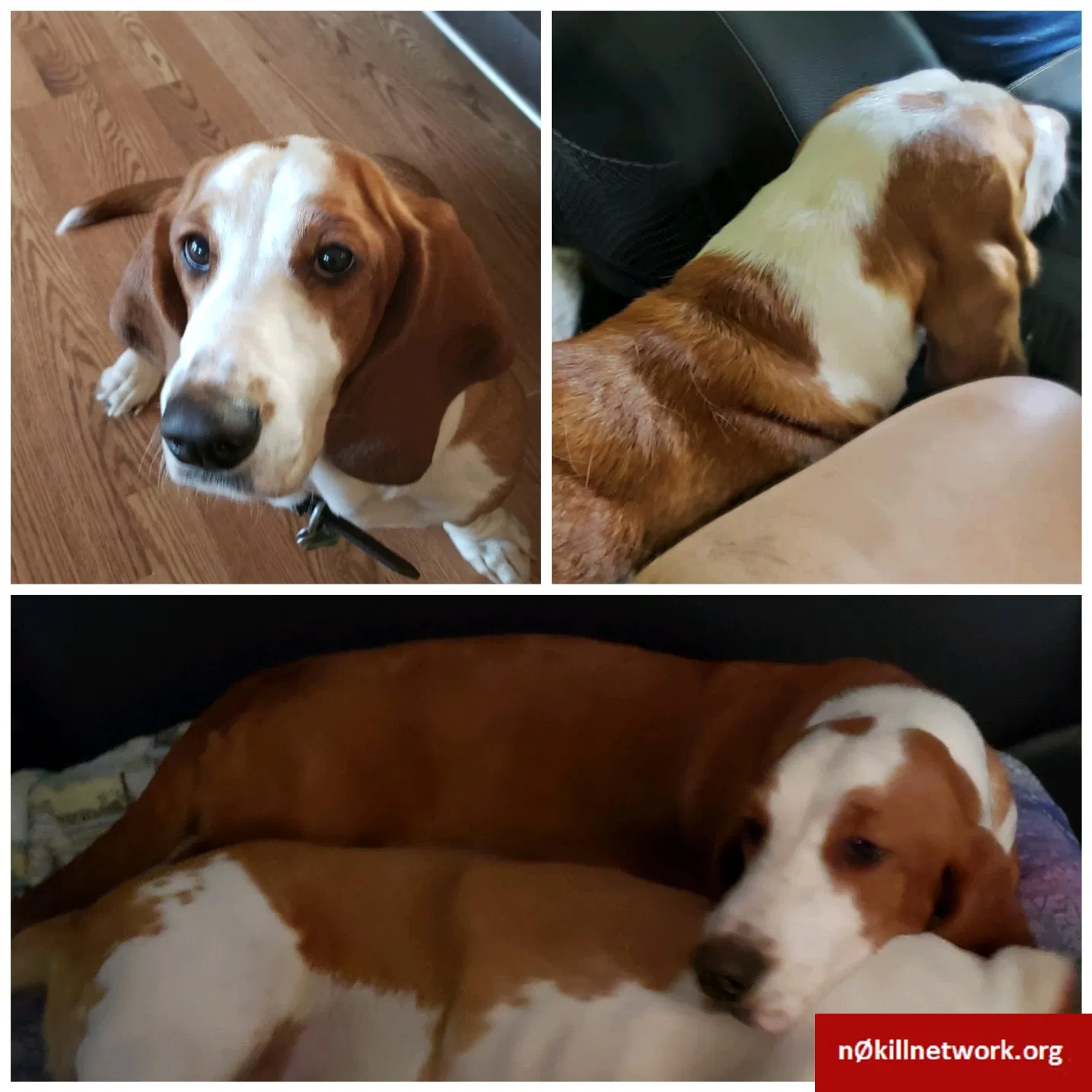 Lost dog in Oak Hill, FL, 32759