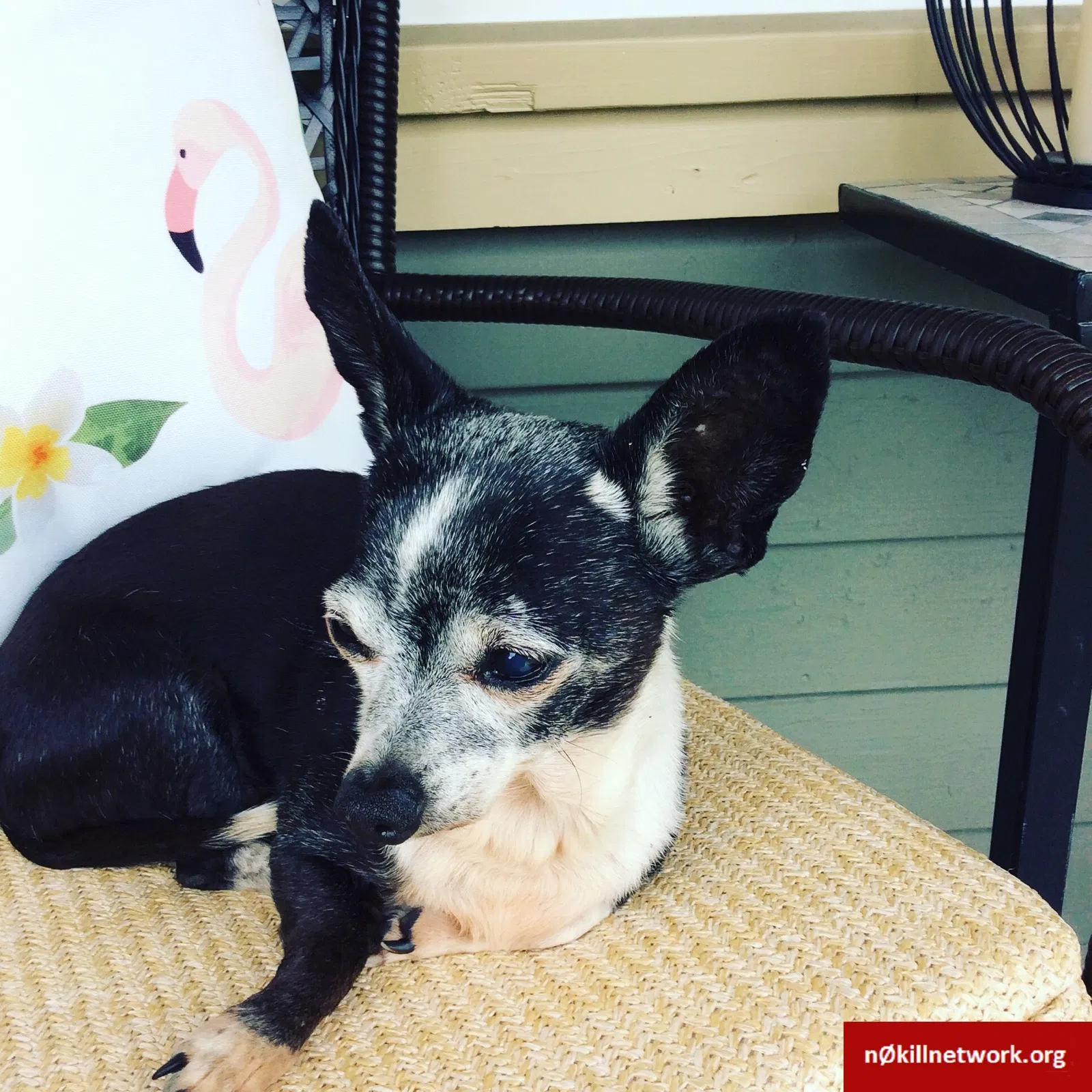 Lost dog in Olympia, WA, 98502