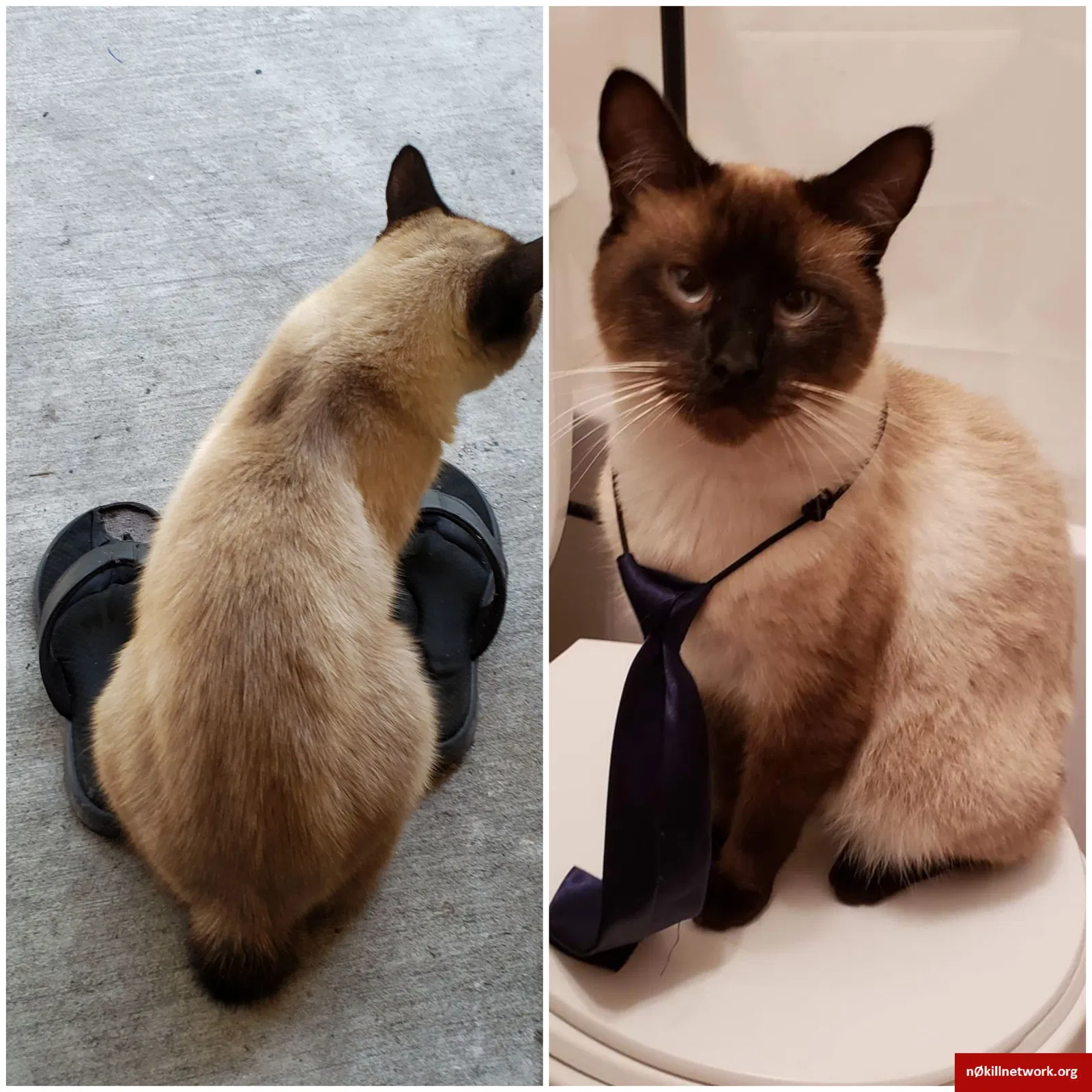 Lost cat in Sherwood, AR, 72120