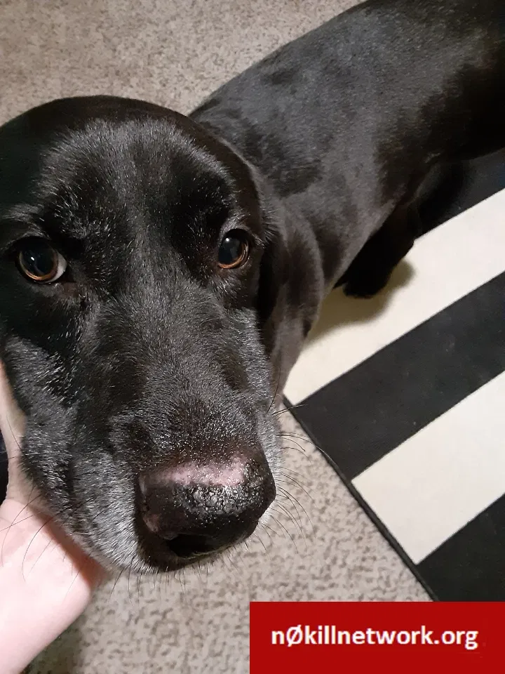 Lost dog in Little Rock, AR, 72223