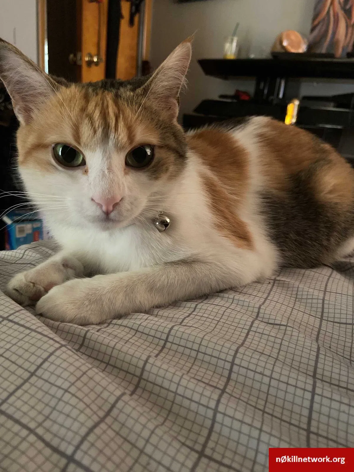Lost cat in Skokie, IL, 60076