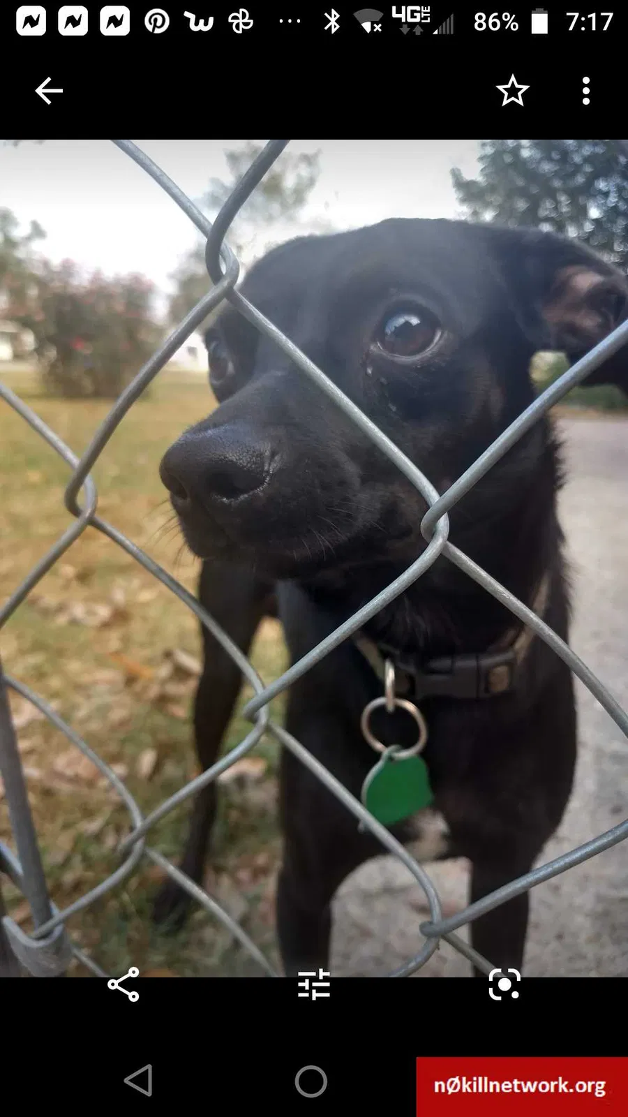 Lost dog in Newville, AL, 36353