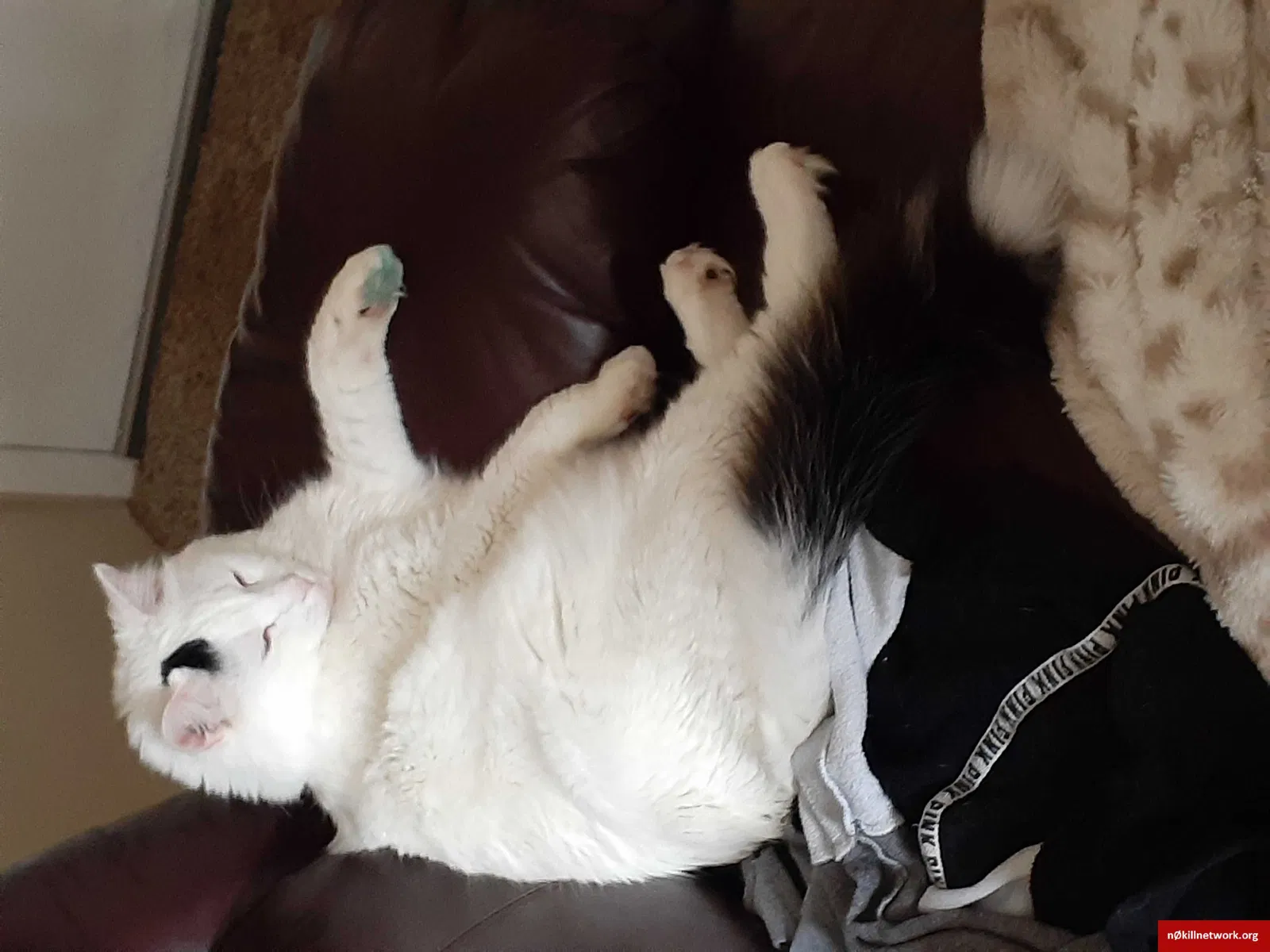 Lost cat in Des Moines, IA, 50316