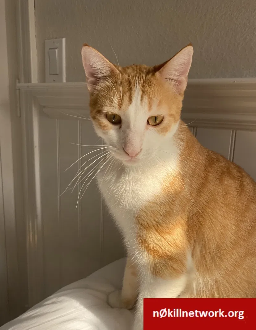 Lost cat in Encinitas, CA, 92024