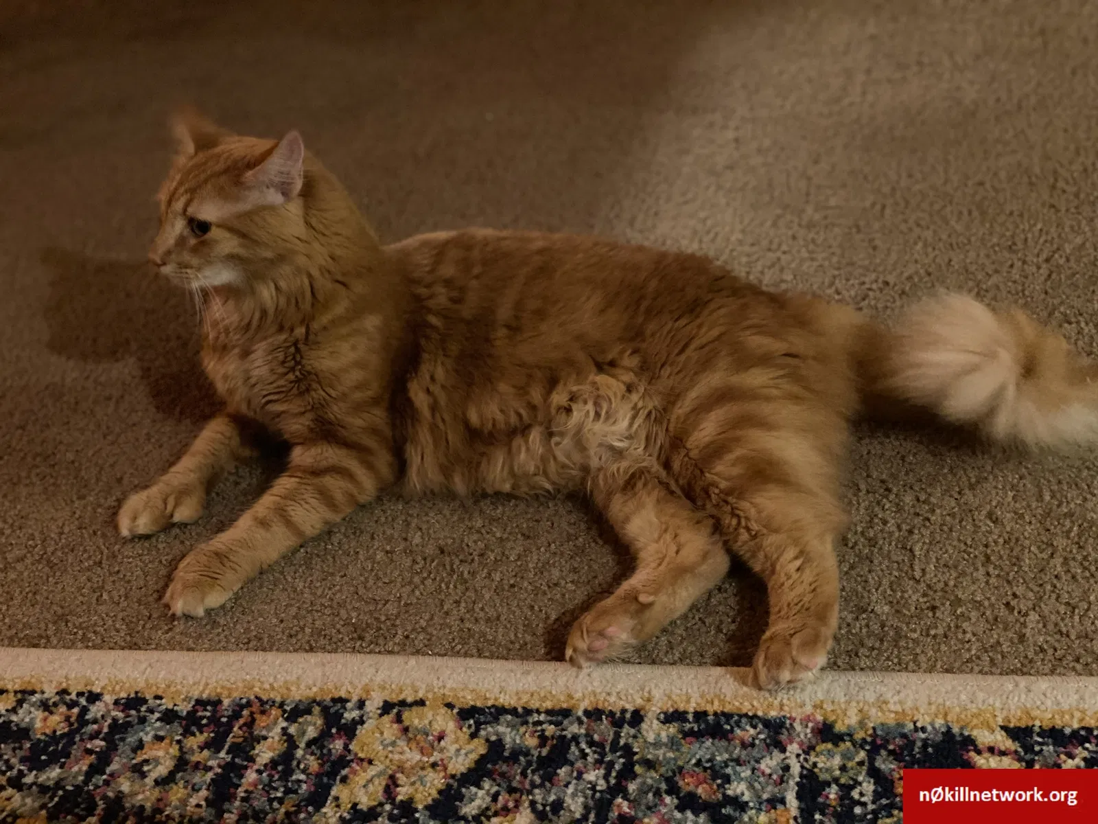 Lost cat in Sanford, FL, 32773
