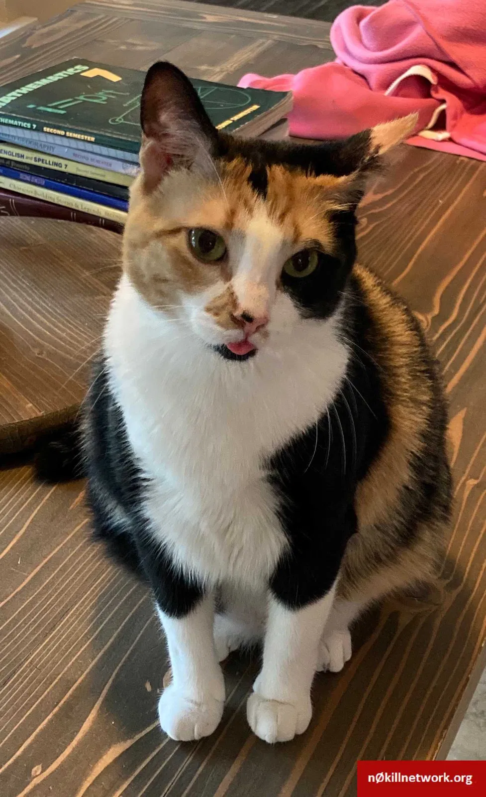 Lost cat in Slidell, LA, 70458