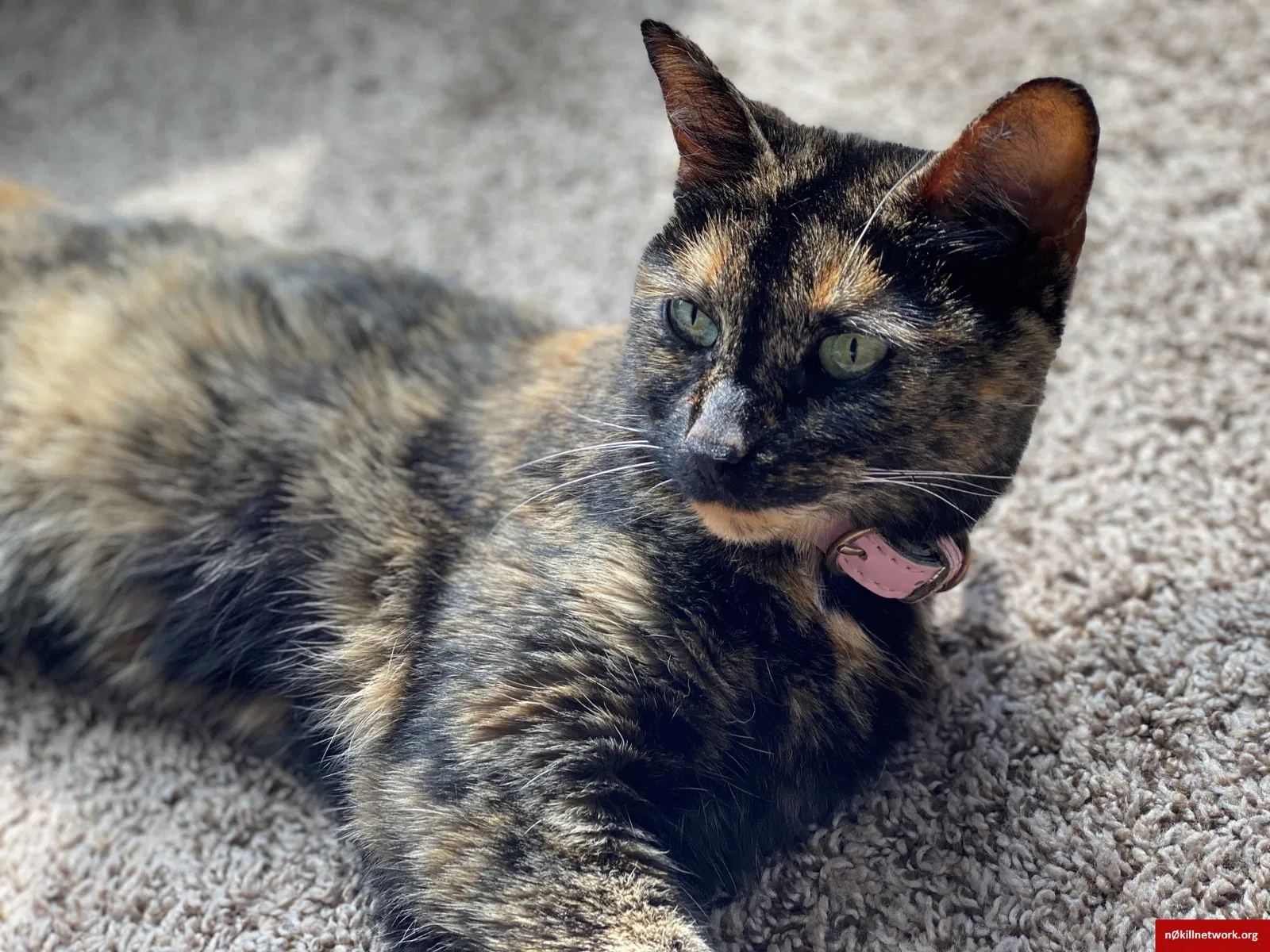 Lost cat in Saint Paul, MN, 55124