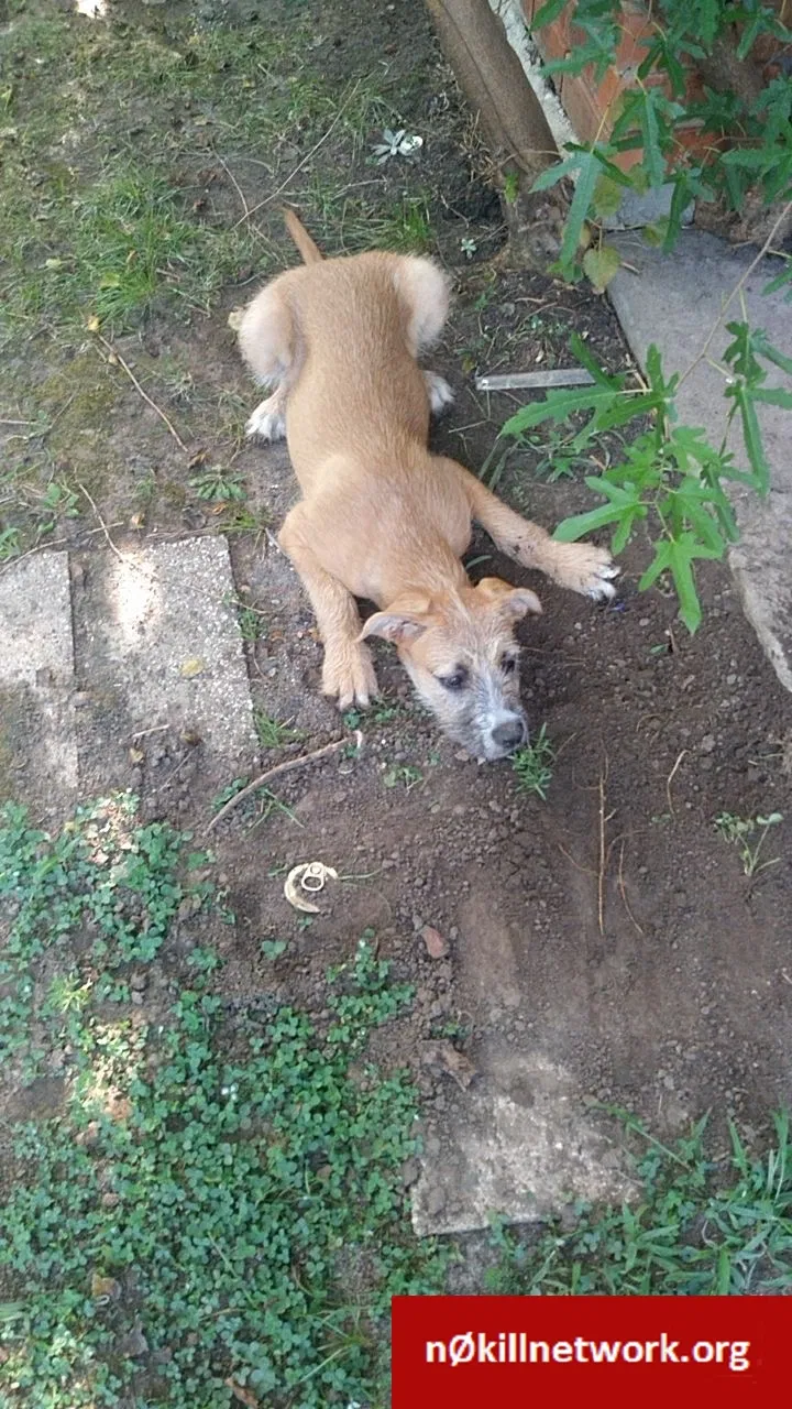 Lost dog in Tulsa, OK, 74115