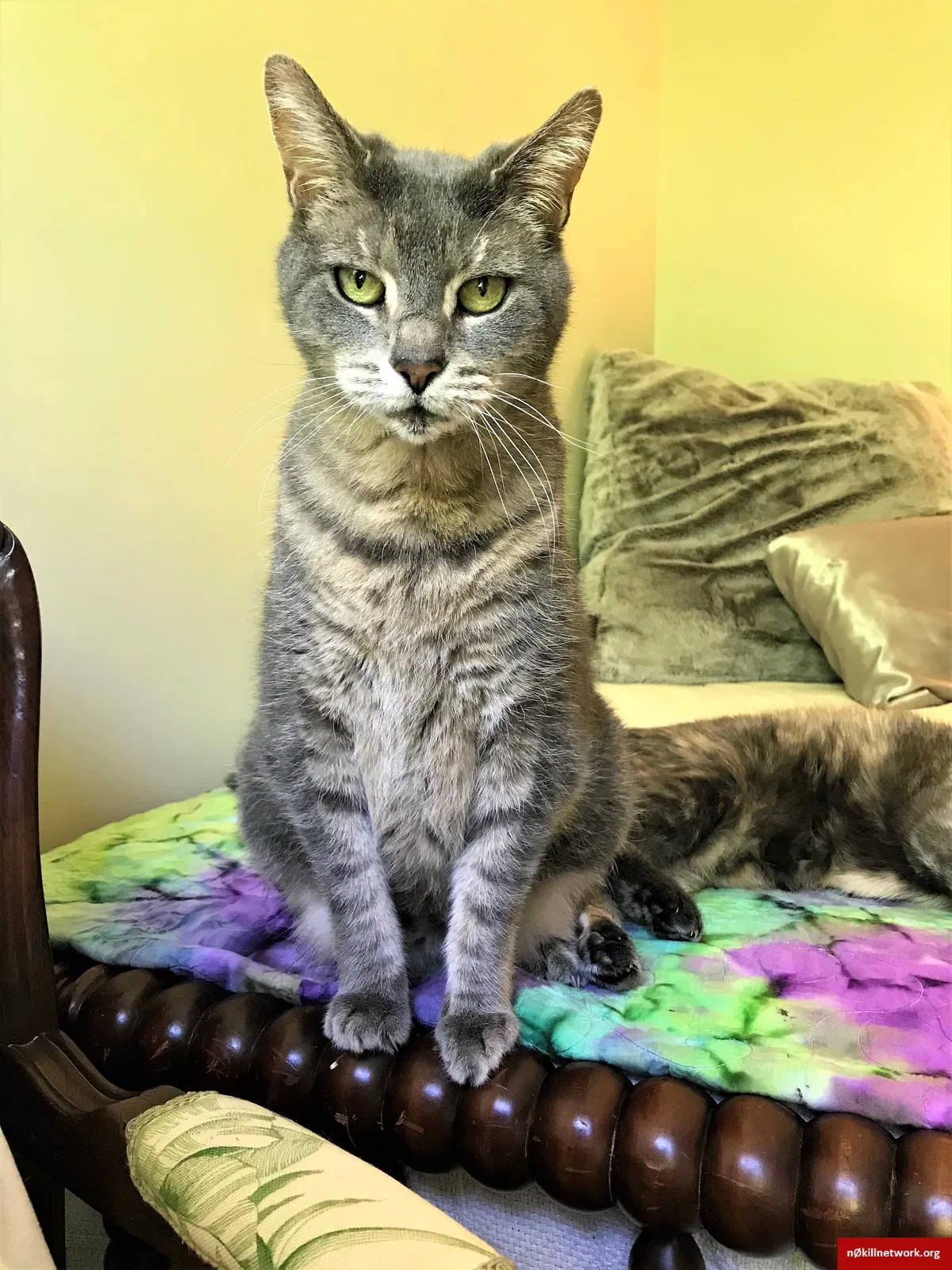 Lost cat in Greenville, SC, 29617