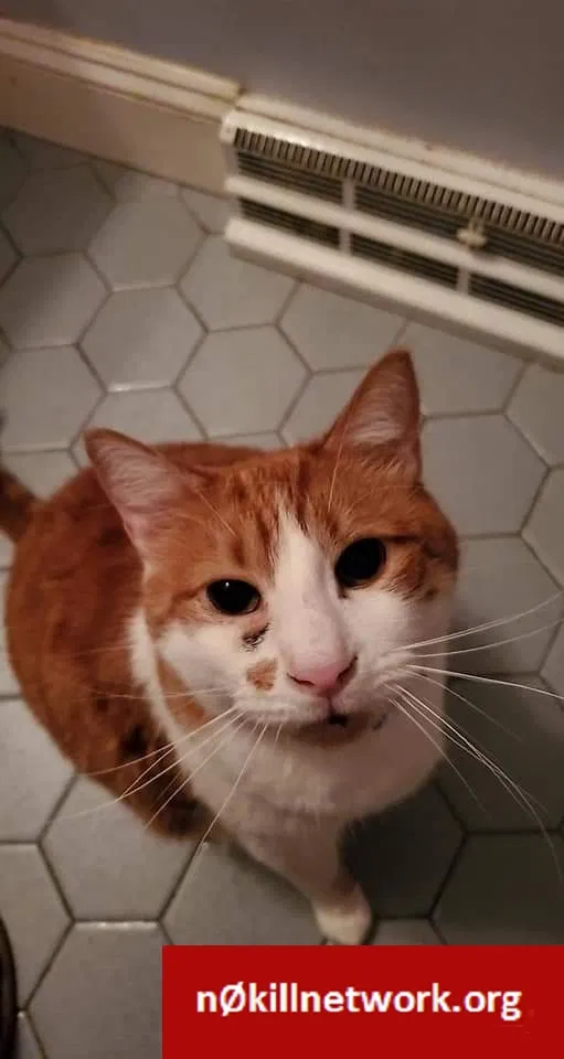 Lost cat in Egg Harbor Township, NJ, 8234