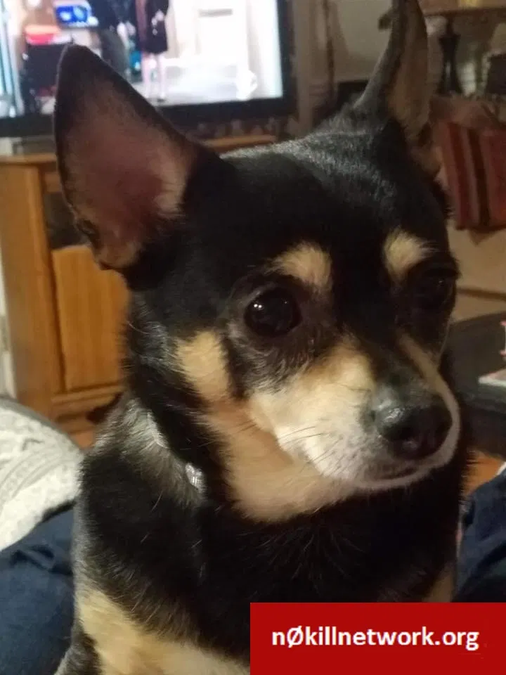 Lost dog in Tacoma, WA, 98409