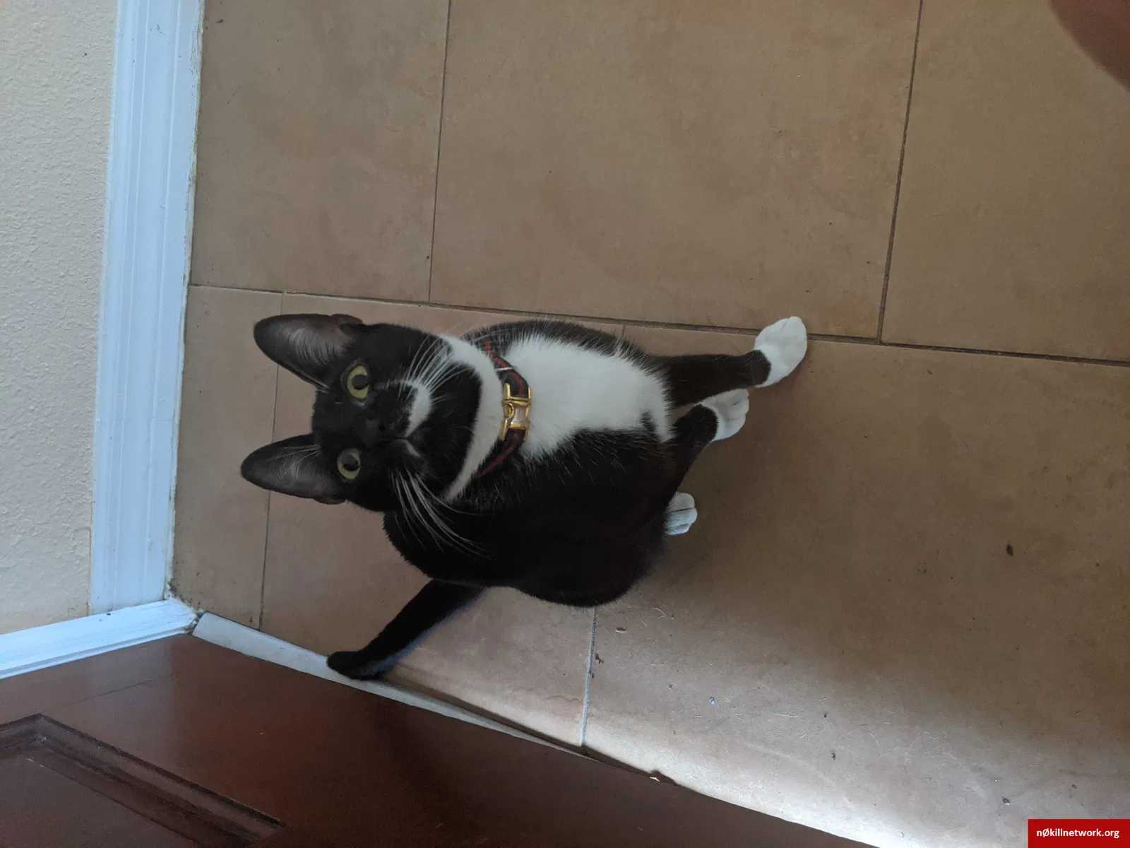 Lost cat in Lakeland, FL, 33811