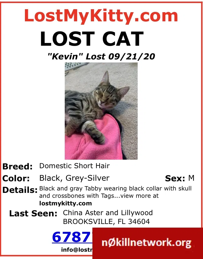 Lost cat in Brooksville, FL, 34604