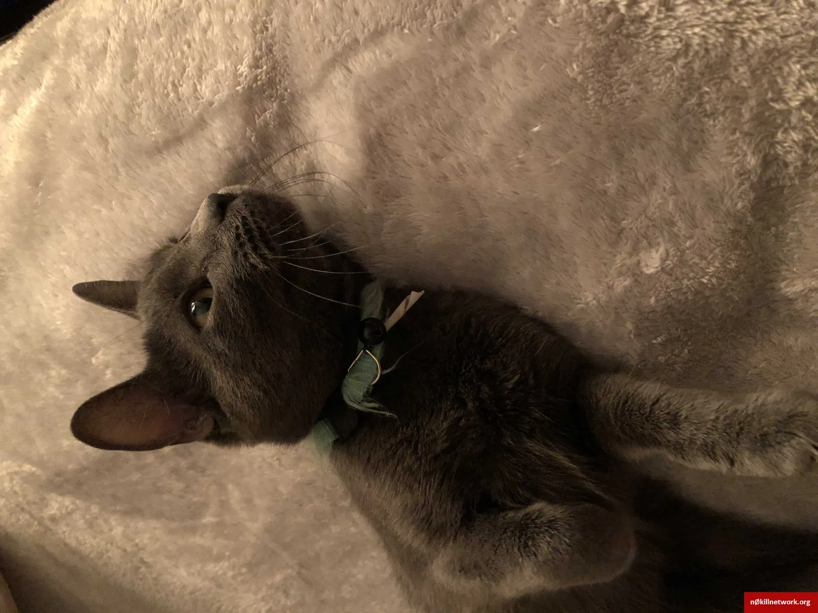 Lost cat in Wadsworth, IL, 60083