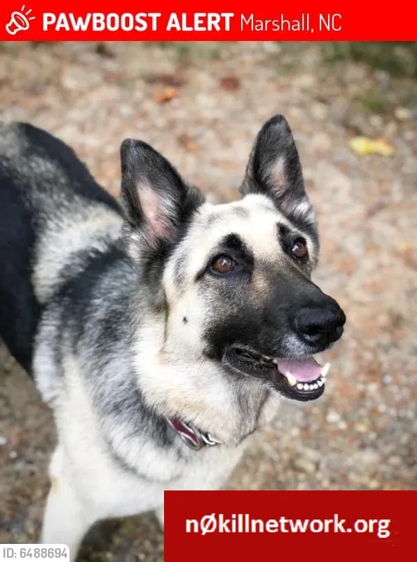 Lost dog in Marshall, NC, 28753
