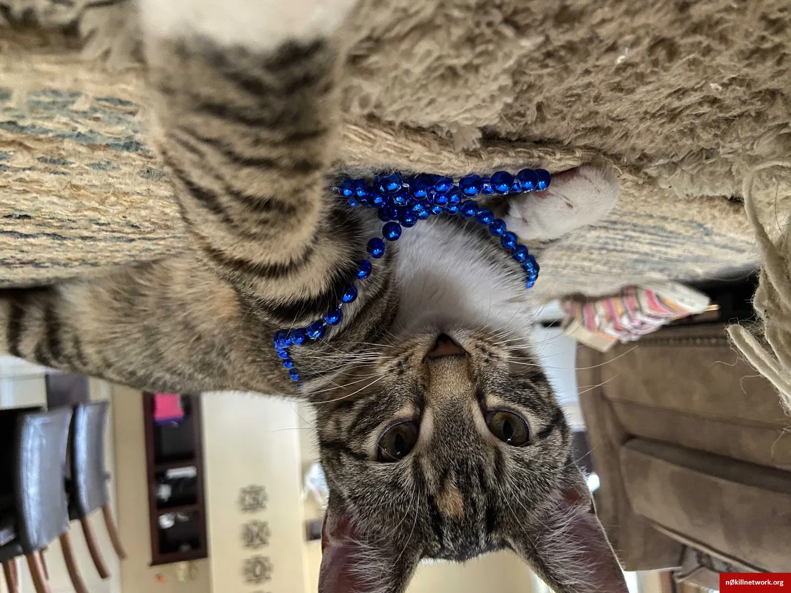 Lost cat in Chicago, IL, 60629