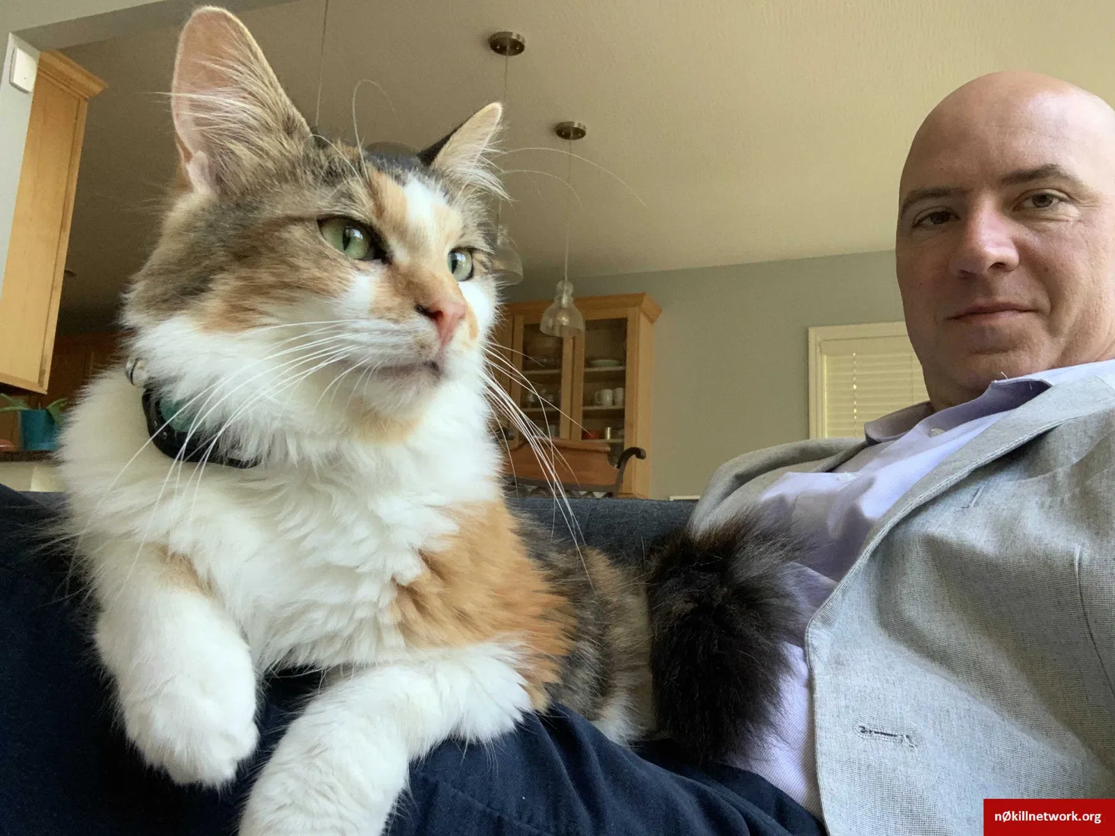 Lost cat in Dublin, OH, 43016