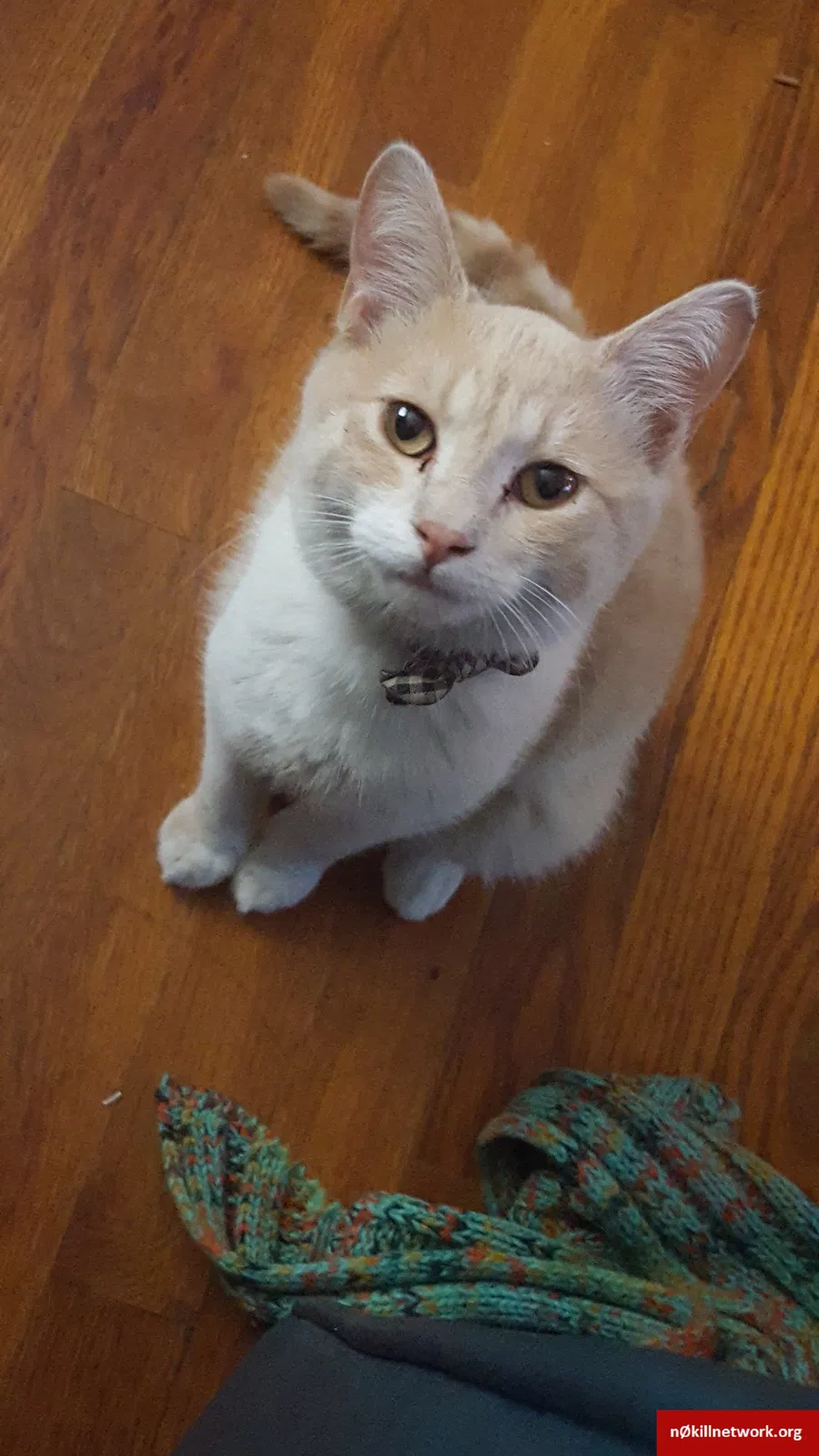 Lost cat in Redding, CA, 96001