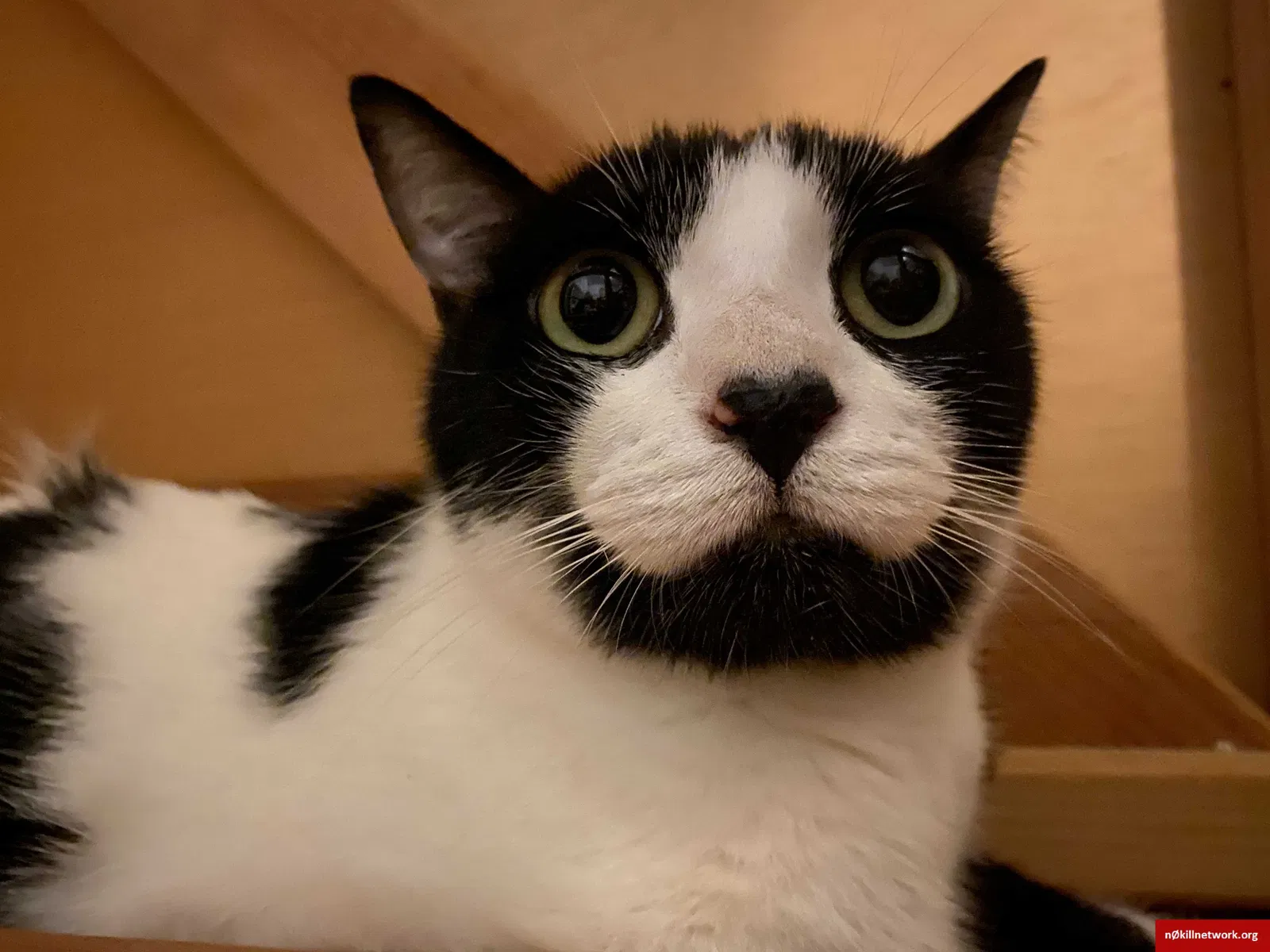 Lost cat in San Lorenzo, CA, 94580