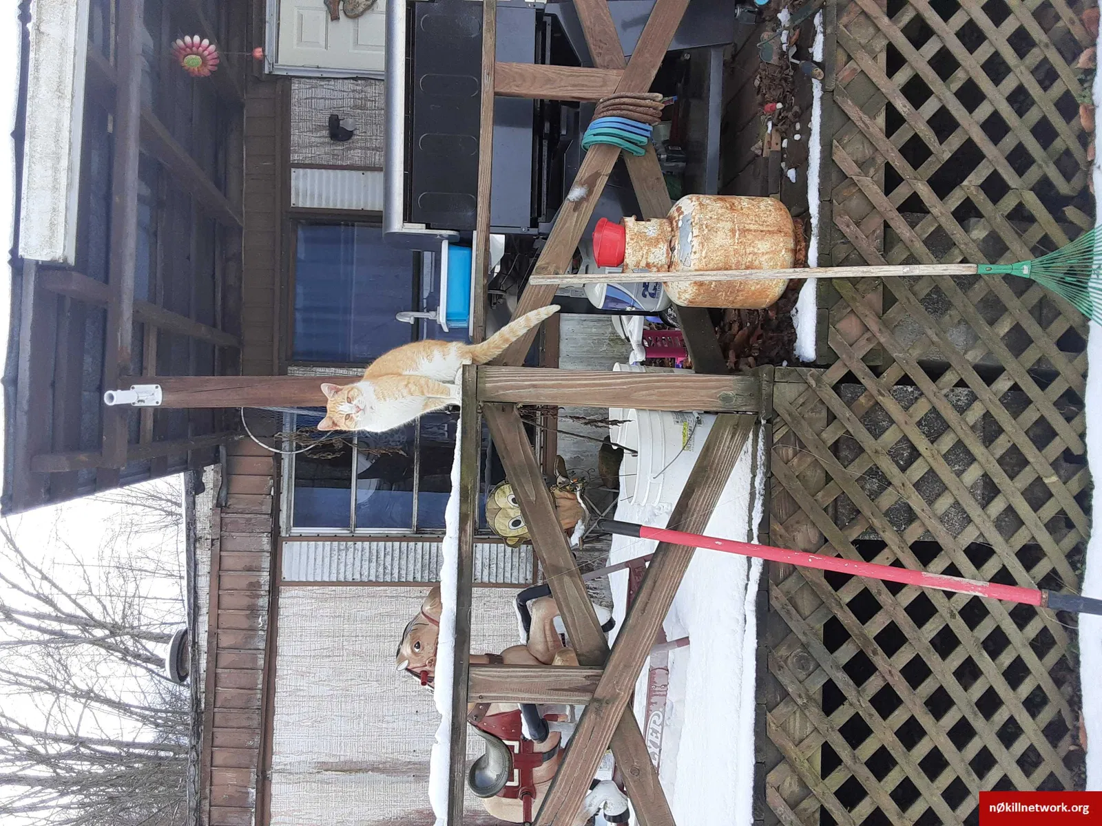 Lost cat in Madison, WV, 25130
