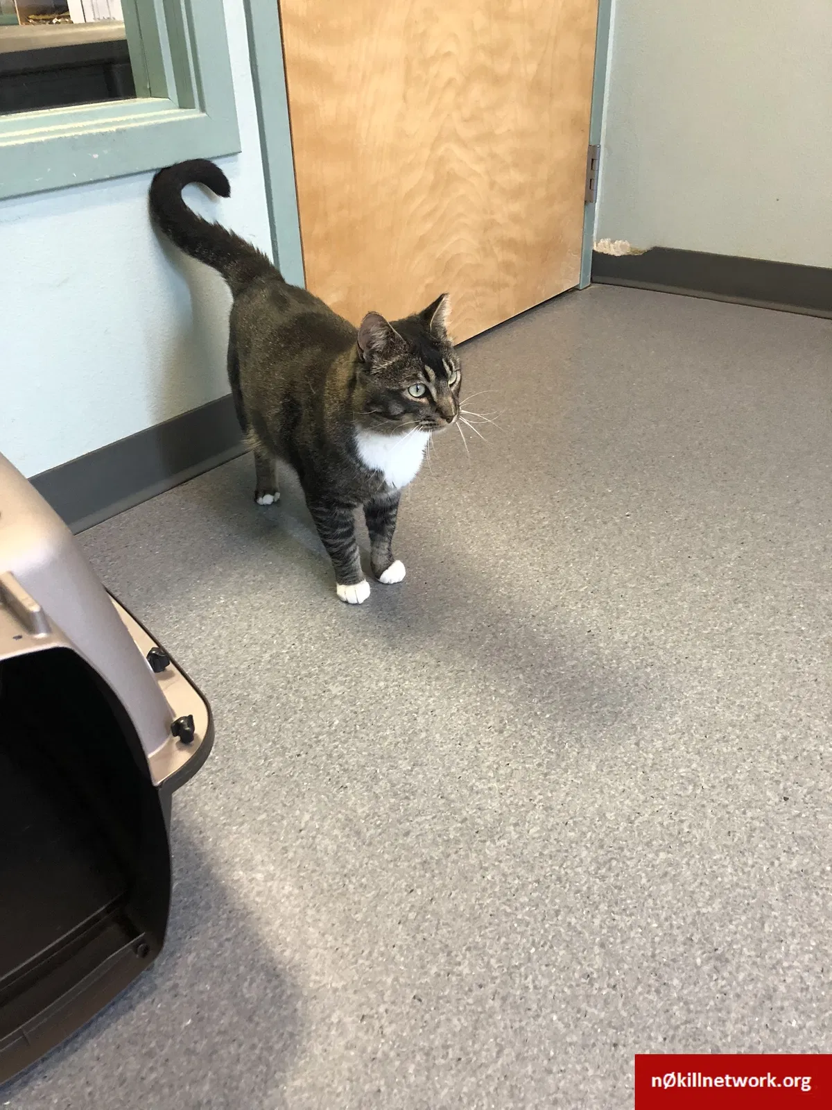 Lost cat in Gig Harbor, WA, 98335