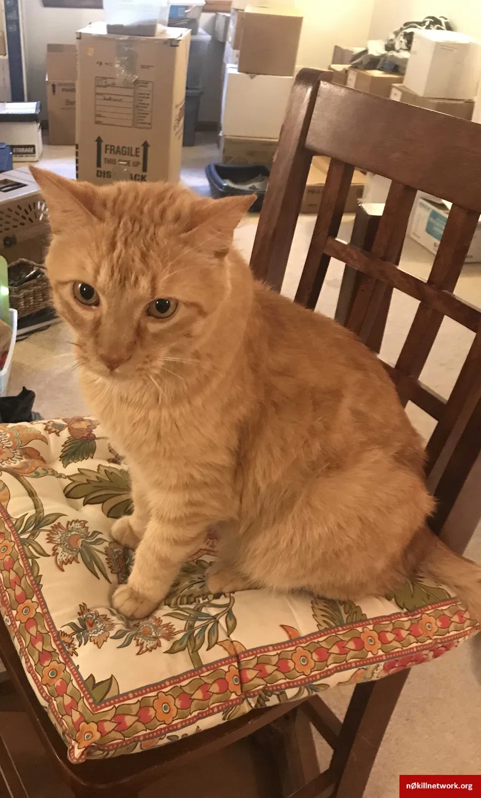 Lost cat in Fort Collins, CO, 80525