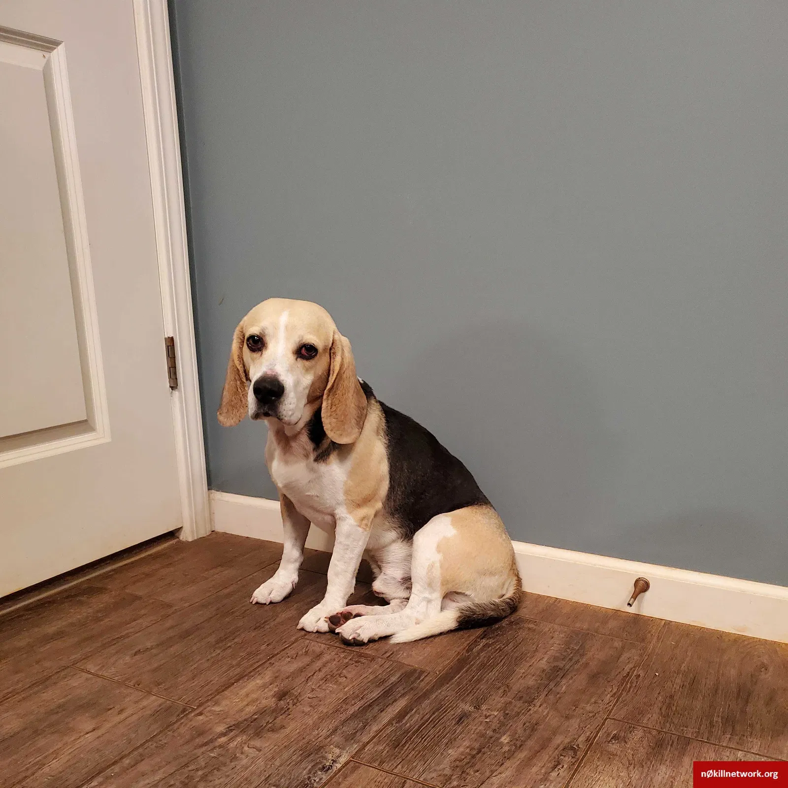 Found dog in Bumpass, VA, 23024
