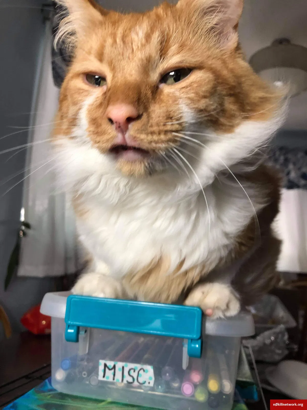 Lost cat in Roseville, MI, 48066