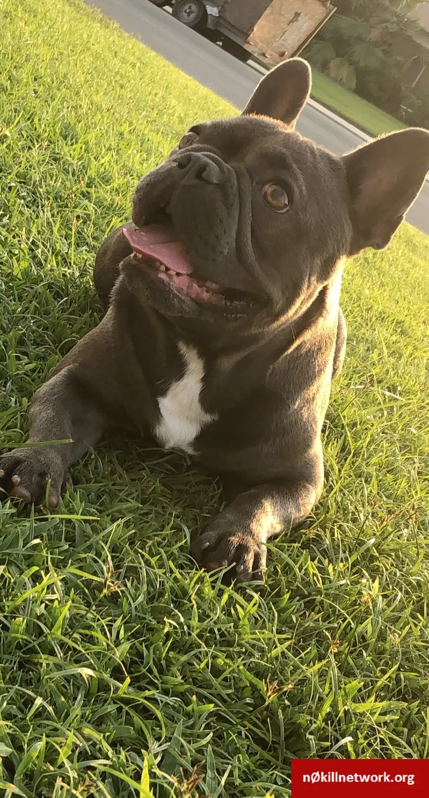Lost dog in Bakersfield, CA, 93304
