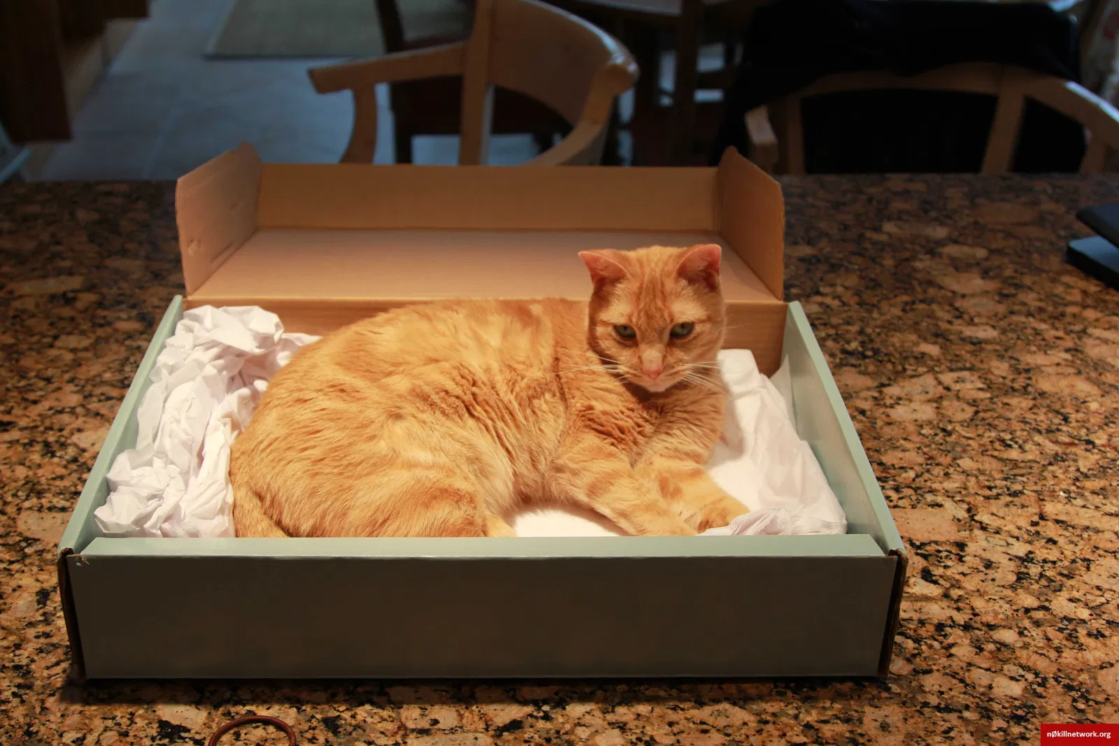 Lost cat in Northbrook, IL, 60062