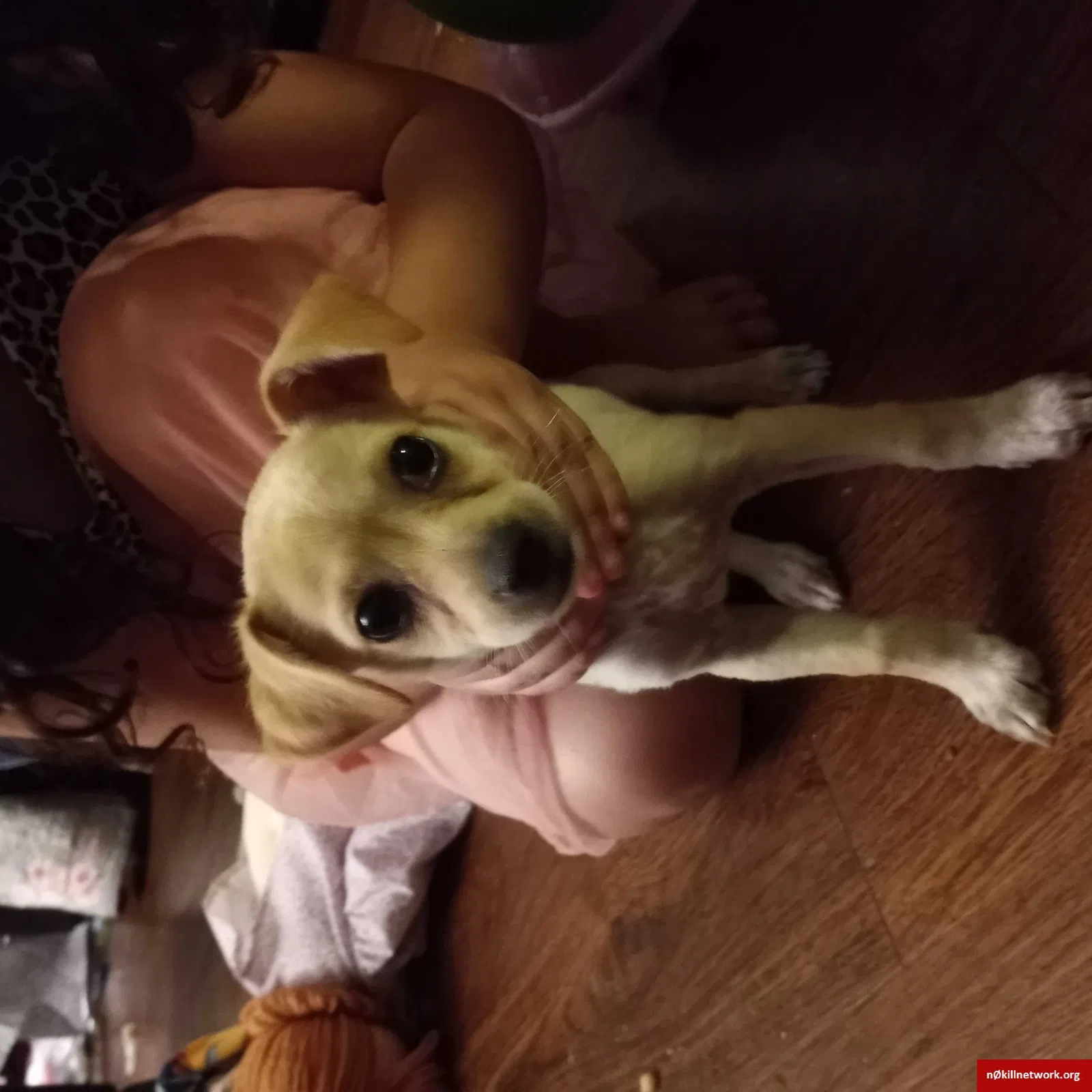 Lost dog in Los Angeles, CA, 90037