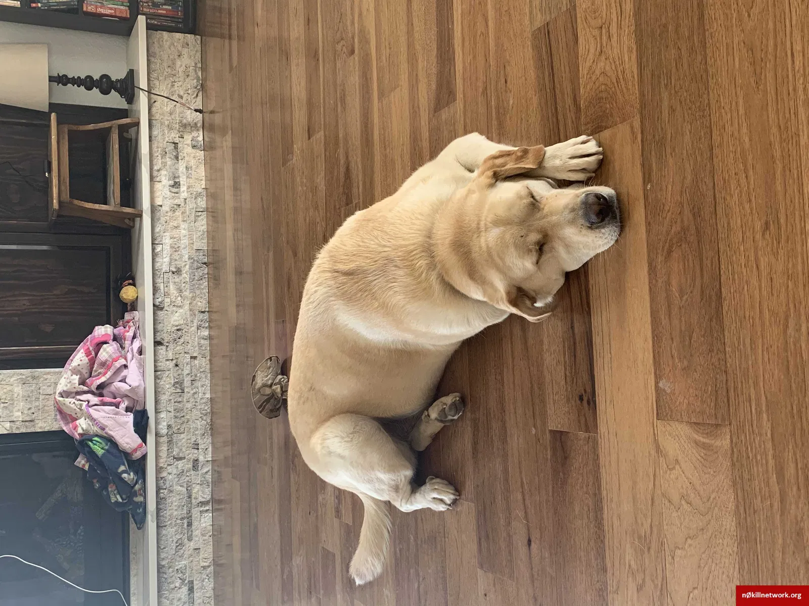 Lost dog in Cheyenne, WY, 82001
