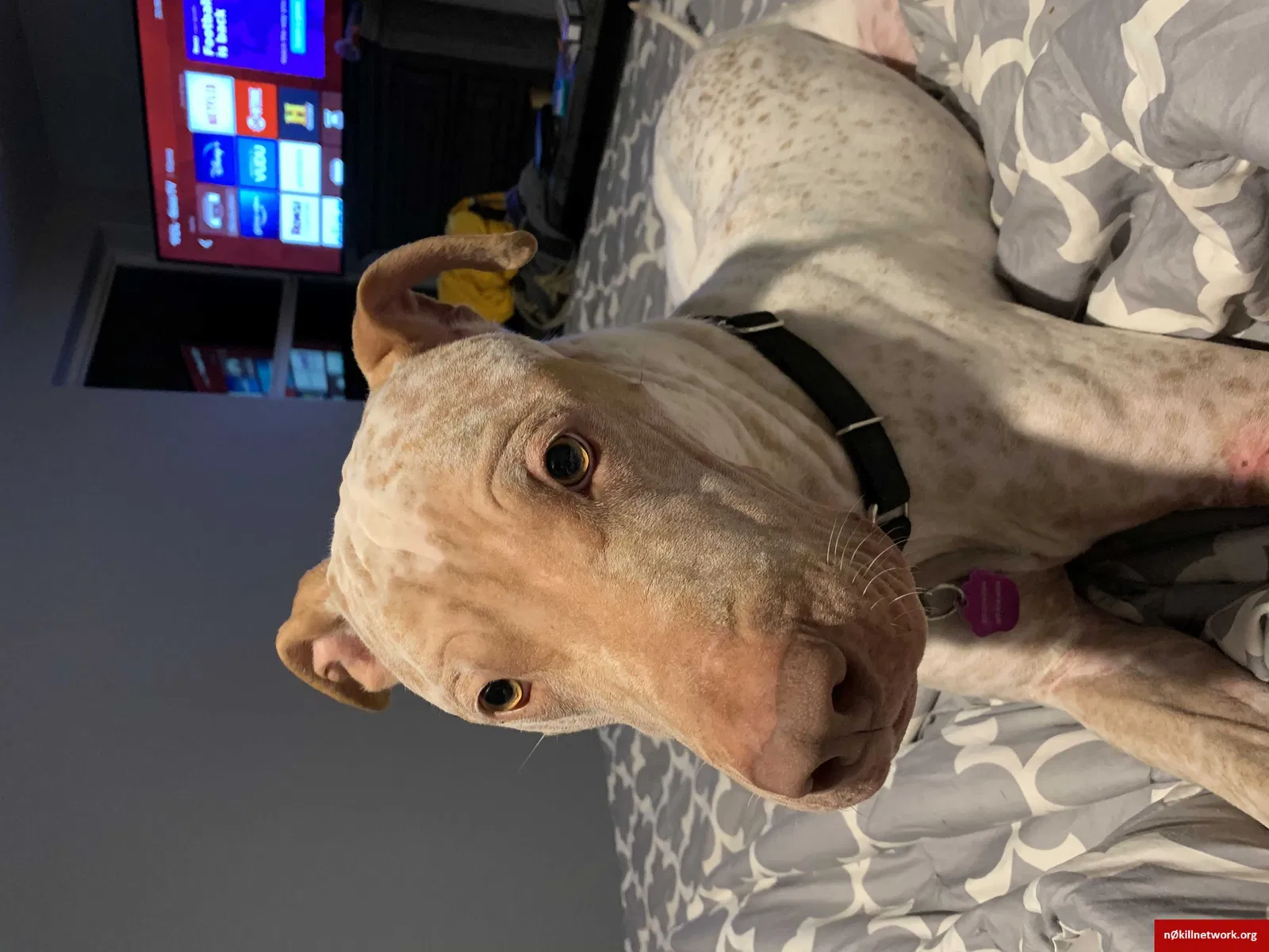Lost dog in Cheyenne, WY, 82001