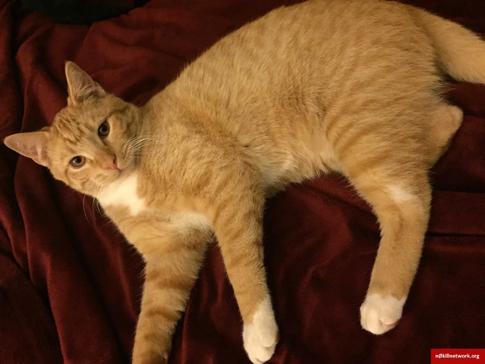 Lost cat in Ontario, CA, 91761