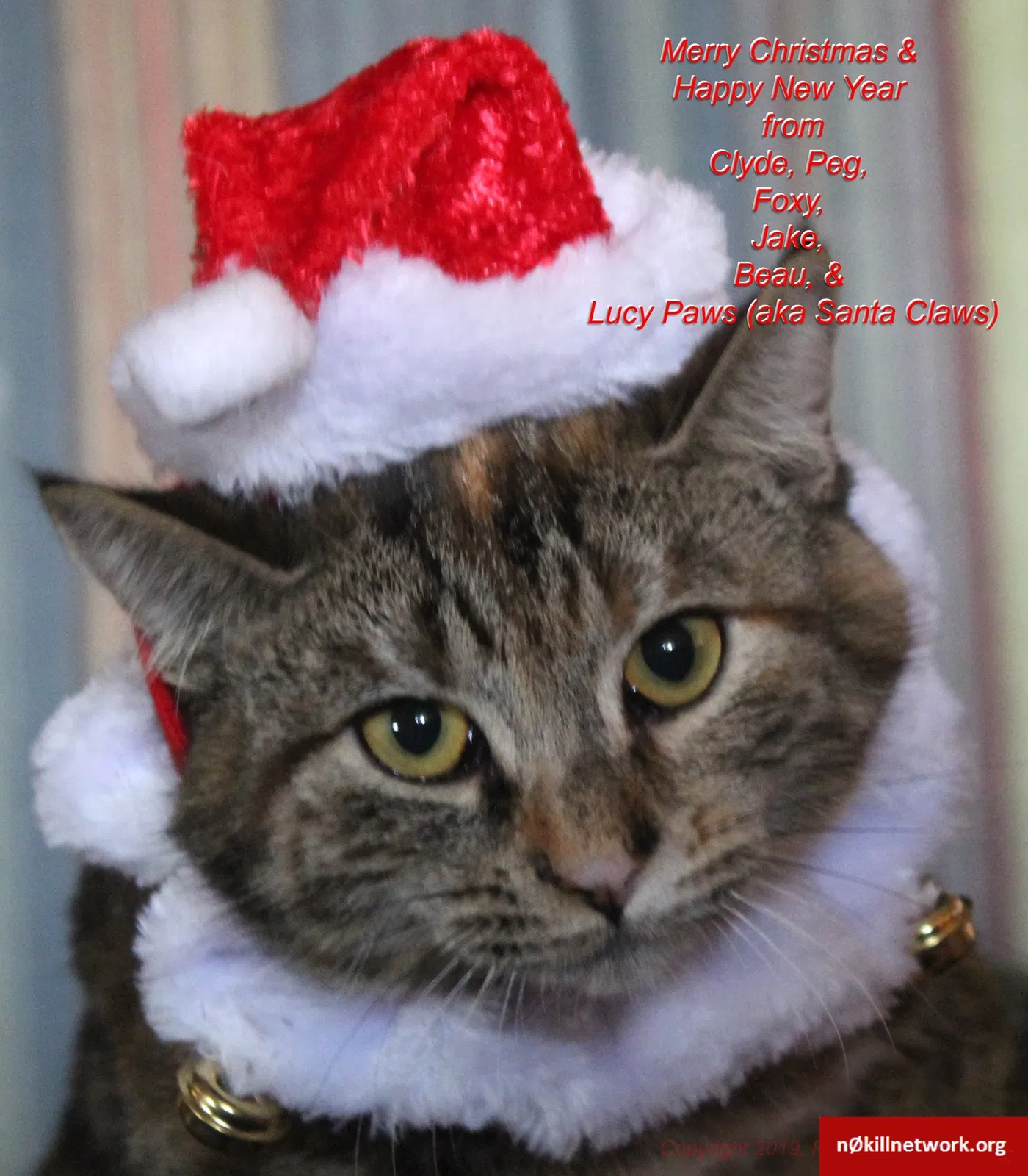 Lost cat in Myrtle Creek, OR, 97457